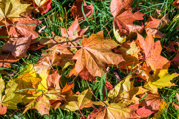 Fallen autumn maple leaves in the green grass