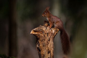 Eichhörnchen   © PhotoArt