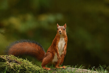 Eichhörnchen	
