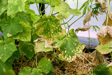 affected by diseases and pests of plant leaves and fruits of cucumber White rot sclerotinosis diseases of cucumbers is white rot white mold. Downy mildew peresporosis, White rot sclerotinosis.
