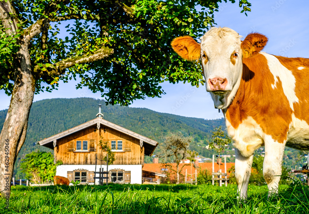 Canvas Prints cow at a meadow