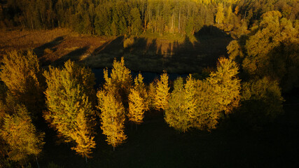 Flight over the autumn park. Trees with yellow autumn leaves are visible. Aerial photography.