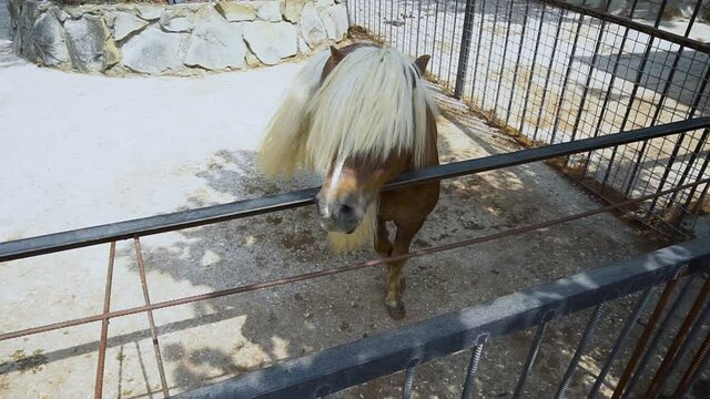 Horse wildlife powerful nature steppe wilderness russia, up outdoors. Stallion riding running, standing