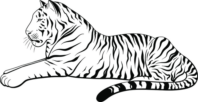 Vector Black and White Lying Tiger Illustration