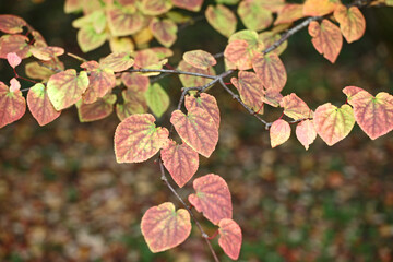 Pink and yellow Katsura leaves hanging off a branch.
