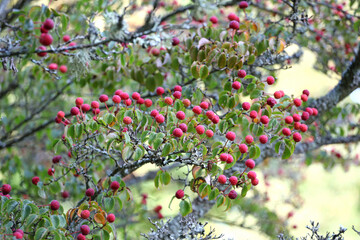 Obraz premium Kousa dogwood fruit hanging on a branch