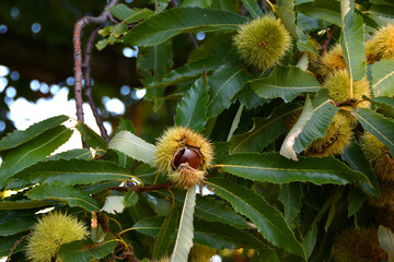 Chestnuts are about to fall from the ripe hadgehogs hanging on the tree during the harvest time in the fall season. Chestnut harvest time in October. Italy.