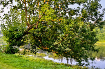 a large sprawling tree bent over the water