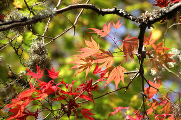 Clusters of red autumnal Japanese maple leaves hanging of a branch