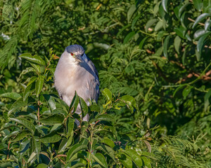 A heron resting perched on a tree branch