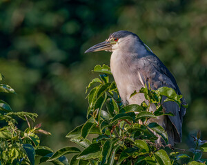 A heron resting perched on a tree branch
