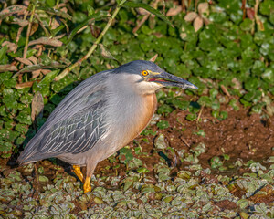 A little heron looking angry for having its rest disturbed
