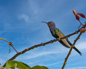 A colorful hummingbird warming under the sun, resting on a tree branch