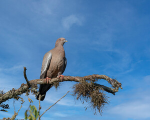 A cute pigeon warming under the sun, resting on a tree branch