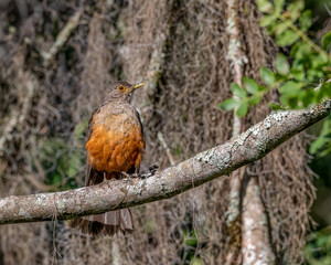 A thrush warming under the morning sun, perched on a tree branch