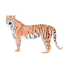Colored tiger vector illustration