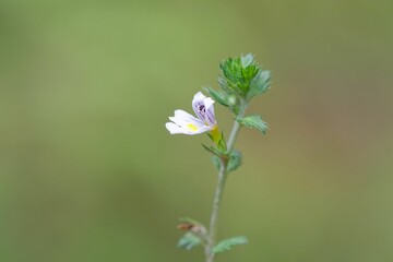 Flower of the eyebright Euphrasia nemorosa
