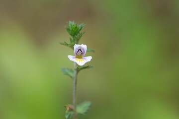 Flower of the eyebright Euphrasia nemorosa