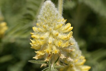 Flower of the Milkvetch Astragalus alopecurus