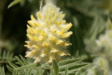 Flower of the Milkvetch Astragalus alopecurus