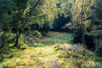 hiking in an amazing czech forest nature