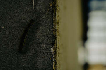 caterpillar on the wall