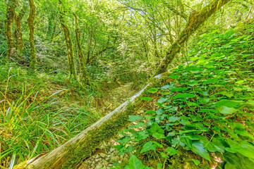 Obraz premium Pictures of a hike through dense green forest along a dried riverbed in Skarline Nature Park in Istria