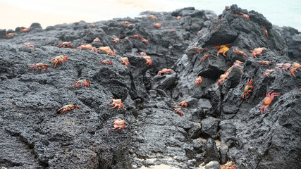Galapagos Sally Lightfoot crabs