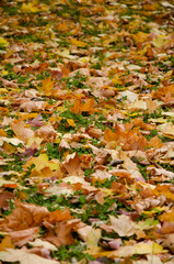 Fototapeta na wymiar Close-up fallen colorful leaves on the green grass. Autumn concept. Autumn foliage. Colorful autumn leaves on ground in Autumn season. Background from multi-coloured fallen down leaves.