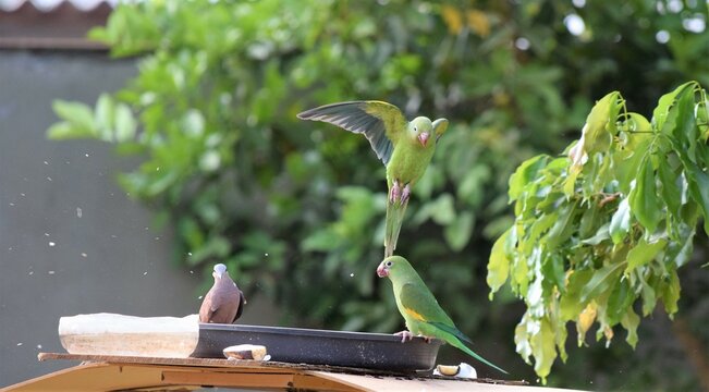 periquito e rolinha roxa