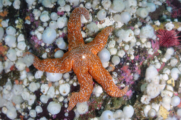 Mottled sea star