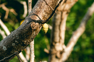 view from to Christ statue in Vung Tau city