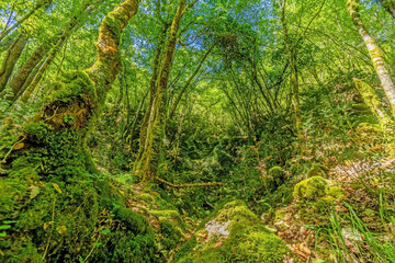 Fototapeta premium Pictures of a hike through dense green forest along a dried riverbed in Skarline Nature Park in Istria