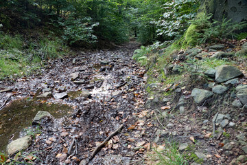 hiking in an amazing czech forest nature