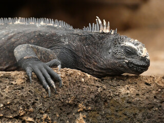 Galápagos marine iguana (Amblyrhynchus cristatus) - sea iguana resting on lava rock, Santa Cruz island, Galapagos