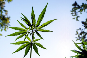 Cannabis plant, brightly lit by the sun, against a blue sky with tree branches. Selective focus.