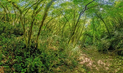 Pictures of a hike through dense green forest along a dried riverbed in Skarline Nature Park in...