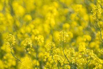 Obraz premium 小牧山城の見える農業地域の自然 菜の花