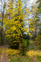 autumn in the forest. bright, yellow maple in the autumn forest