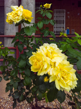 Cluster of yellow roses in a shrub