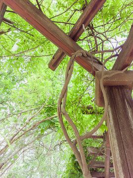 Climbing branches on wooden pillars in a passageway
