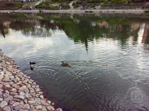Ducks swimming in a city park lake
