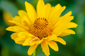 yellow chamomile flower close-up