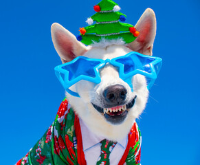 funny dog with sunglasses and christmas costume on isolated white background
