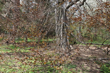 Spring in the park, a beech tree with a gray trunk and young leaves on a sunny spring day