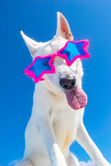 Obraz premium funny dog wiht party sunglasses on isolated background
