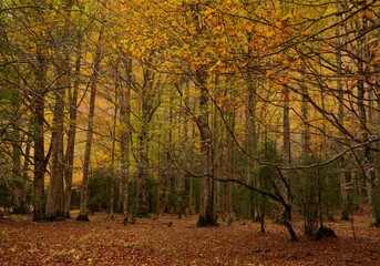 autumn in the forest