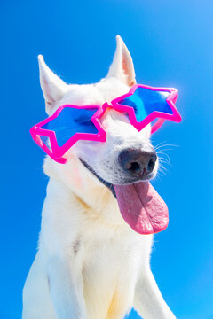 funny dog wiht party sunglasses on isolated background