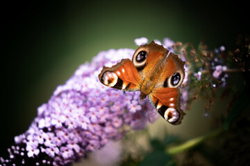 Motyl - rusałka pawik na bzie