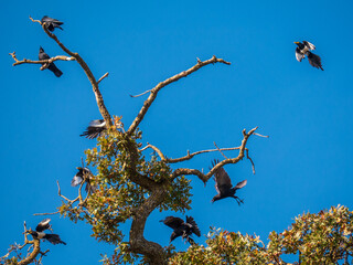 Crows and Yellow-billed magpies (Pica nuttalli) in a scuffle in Valley Oak tree.